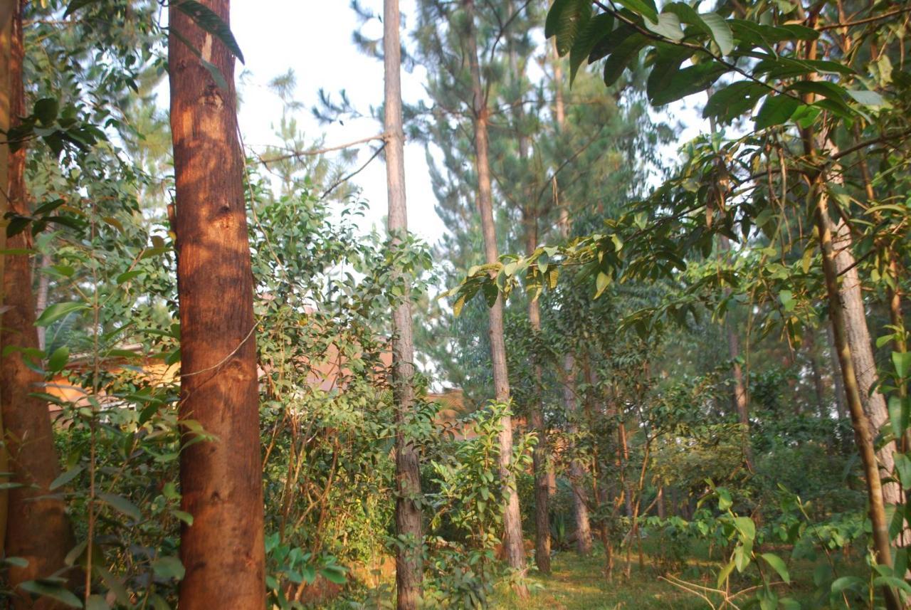 Saltek Forest Cottages Masindi Exterior photo